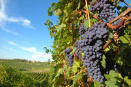 Minnesota Wines